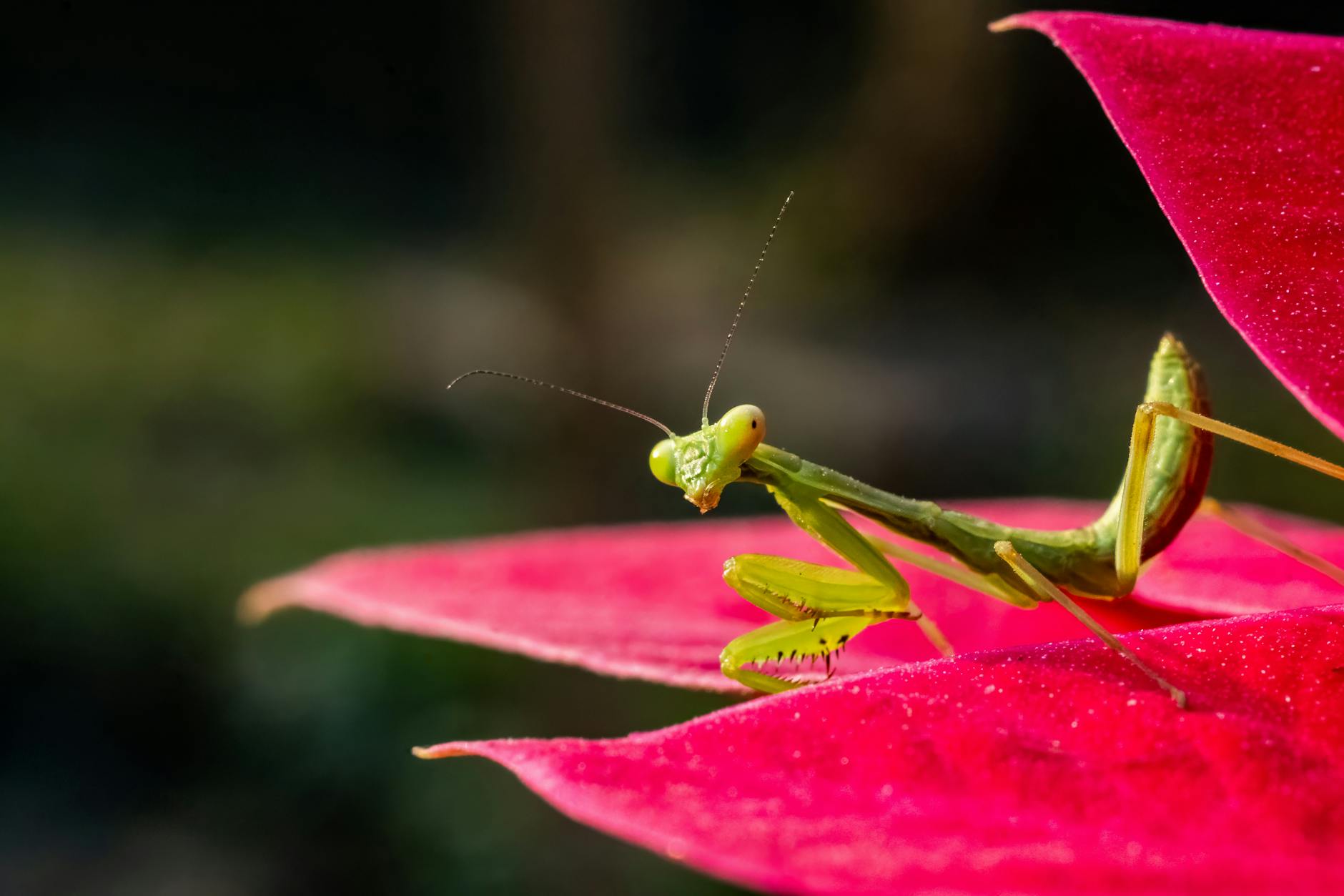 Zielony modliszka siedząca na intensywnie czerwonym liściu